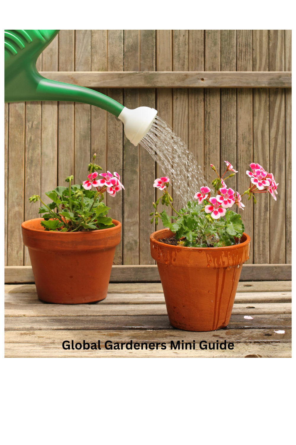 Watering Basics for Beginner Gardeners