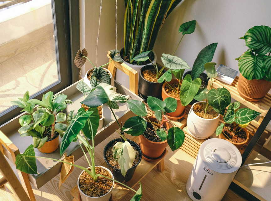 Beginner Container Gardening