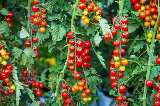 How to Start Growing Your Own Food